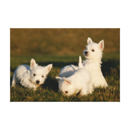 Cutest Baby Animals | West Highland White Terriers Canvas Print