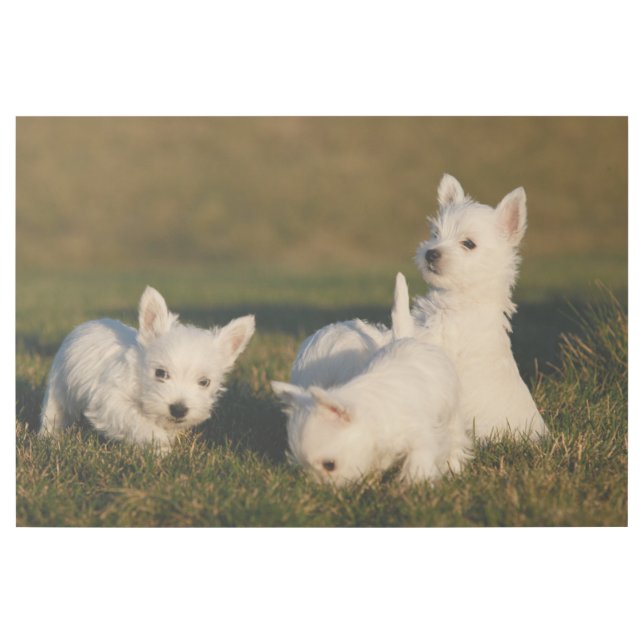 Cutest Baby Animals | West Highland White Terriers Gallery Wrap (Front)