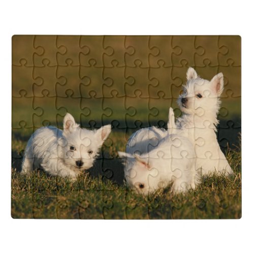 Cutest Baby Animals  West Highland White Terriers Jigsaw Puzzle