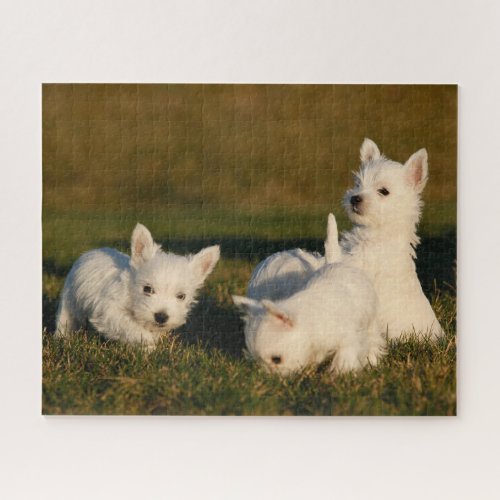Cutest Baby Animals  West Highland White Terriers Jigsaw Puzzle