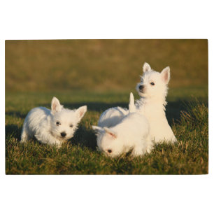 Cutest Baby Animals West Highland White Terriers Metal Print