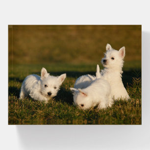 Cutest Baby Animals West Highland White Terriers Paperweight