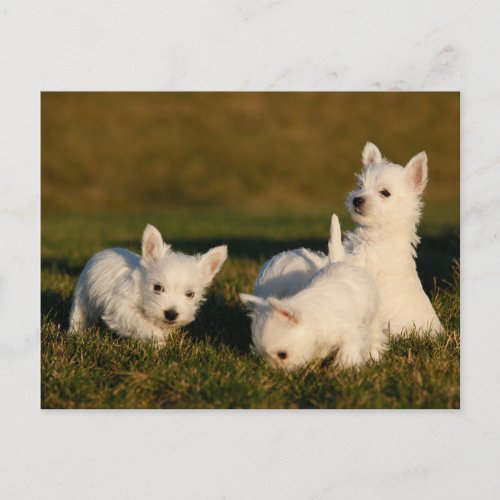 Cutest Baby Animals  West Highland White Terriers Postcard