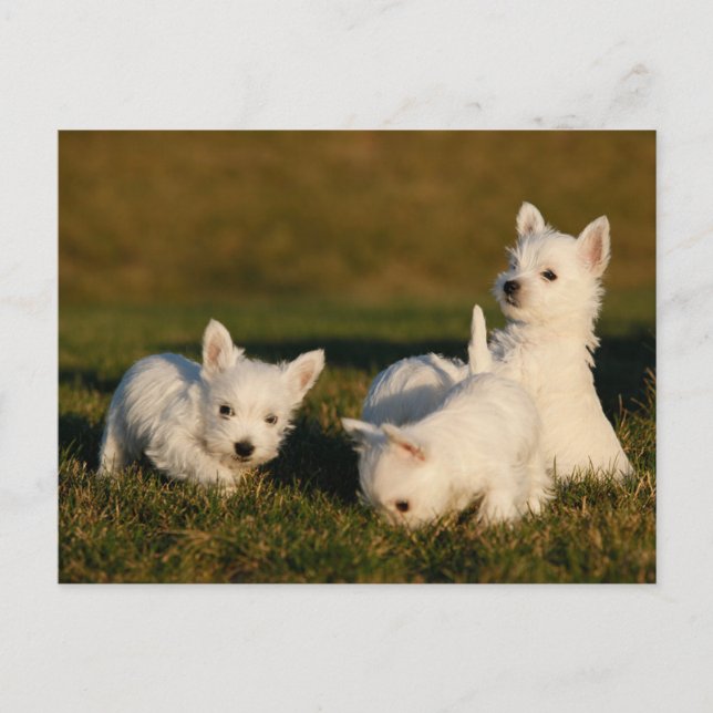 Cutest Baby Animals | West Highland White Terriers Postcard (Front)