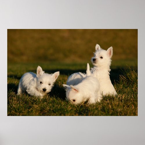 Cutest Baby Animals  West Highland White Terriers Poster