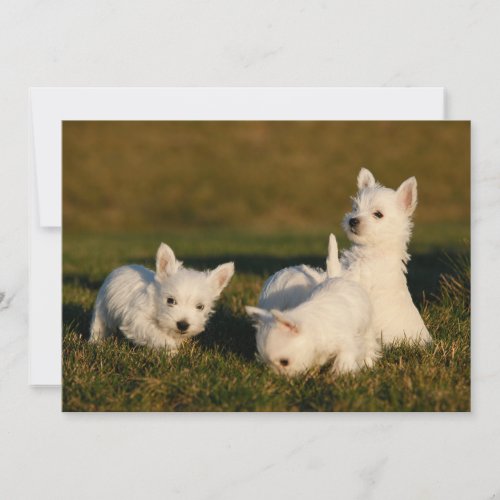Cutest Baby Animals  West Highland White Terriers Thank You Card