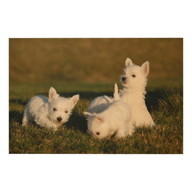 Cutest Baby Animals | West Highland White Terriers Wood Wall Art (Front)
