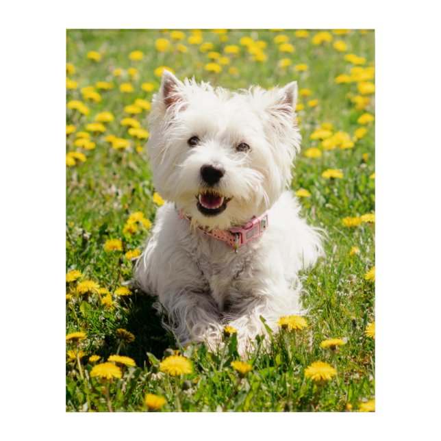 Cutest Baby Animals | Westie Dog in Dandelions Acrylic Print (Front)