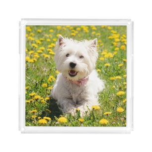Cutest Baby Animals Westie Dog in Dandelions Acrylic Tray
