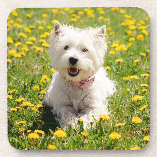 Cutest Baby Animals | Westie Dog in Dandelions Beverage Coaster (Front)