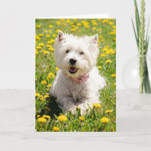 Cutest Baby Animals Westie Dog in Dandelions Card