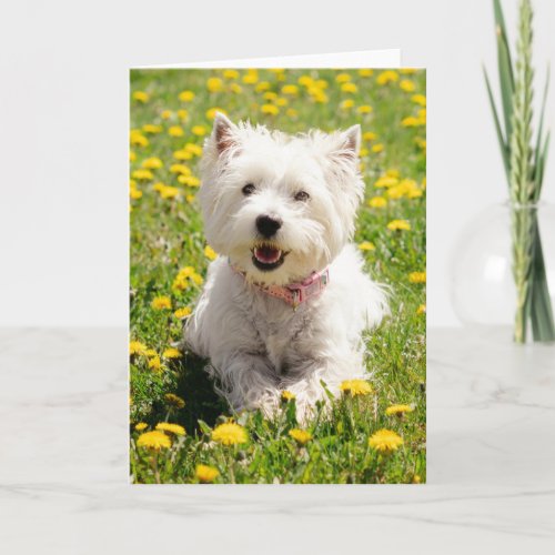 Cutest Baby Animals  Westie Dog in Dandelions Card