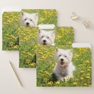 Cutest Baby Animals   Westie Dog in Dandelions File Folder