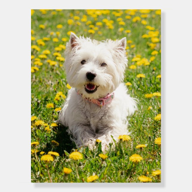 Cutest Baby Animals | Westie Dog in Dandelions Foam Board (Front)