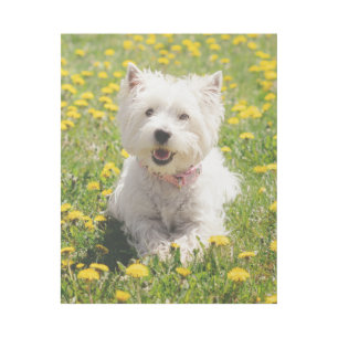 Cutest Baby Animals   Westie Dog in Dandelions Gallery Wrap