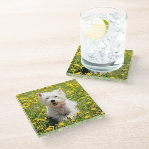 Cutest Baby Animals  Westie Dog in Dandelions Glass Coaster