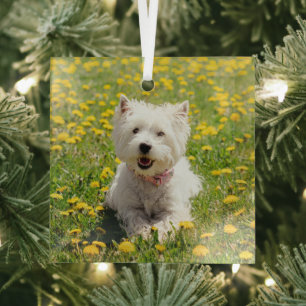 Cutest Baby Animals   Westie Dog in Dandelions Glass Ornament