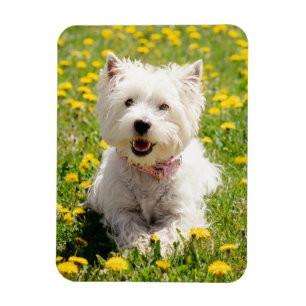 Cutest Baby Animals   Westie Dog in Dandelions Magnet