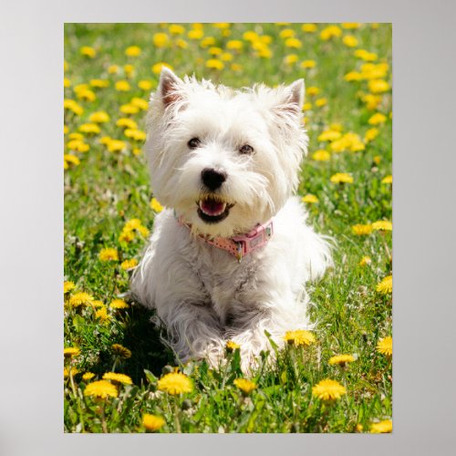 Cutest Baby Animals  Westie Dog in Dandelions Poster