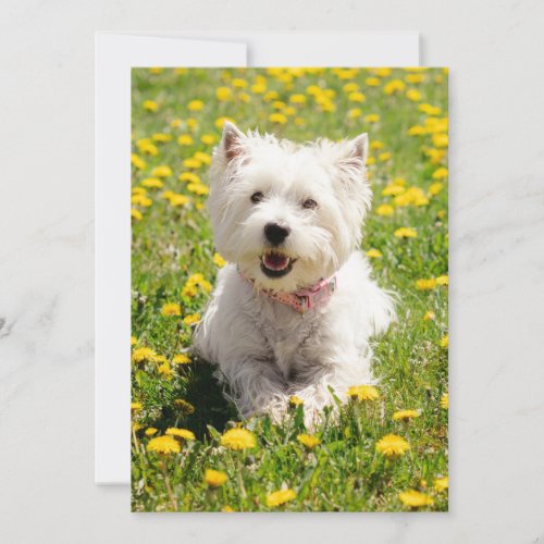Cutest Baby Animals  Westie Dog in Dandelions Thank You Card