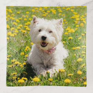 Cutest Baby Animals Westie Dog in Dandelions Trinket Tray