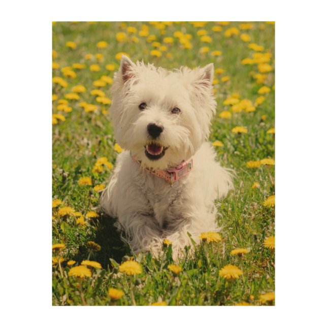 Cutest Baby Animals | Westie Dog in Dandelions Wood Wall Art (Front)