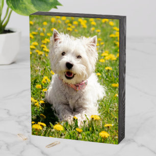 Cutest Baby Animals   Westie Dog in Dandelions Wooden Box Sign
