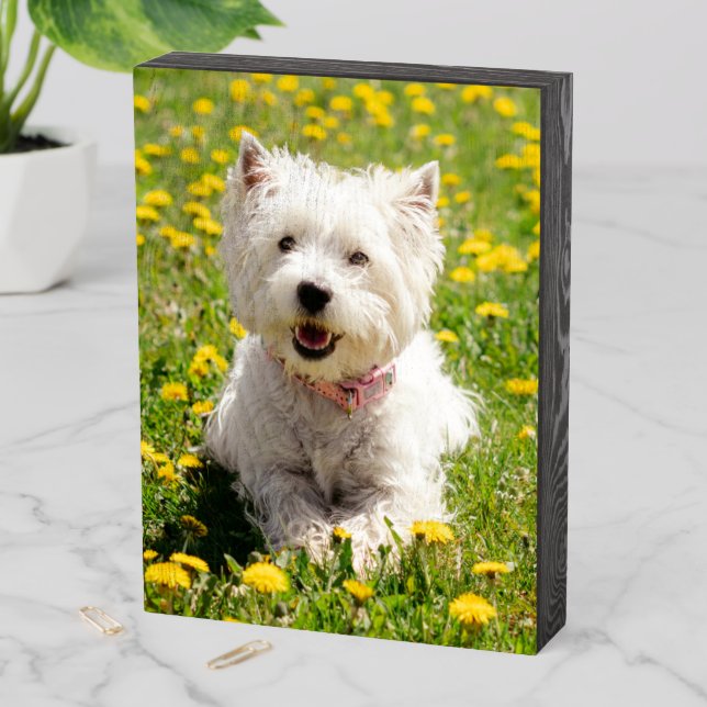 Cutest Baby Animals | Westie Dog in Dandelions Wooden Box Sign (In Situ Vertical)