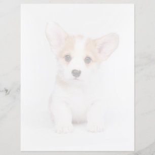 Cutest Baby Animals White Corgi Puppy