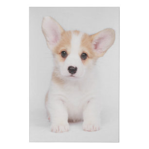 Cutest Baby Animals White Corgi Puppy Faux Canvas Print