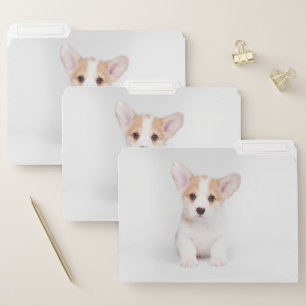 Cutest Baby Animals   White Corgi Puppy File Folder