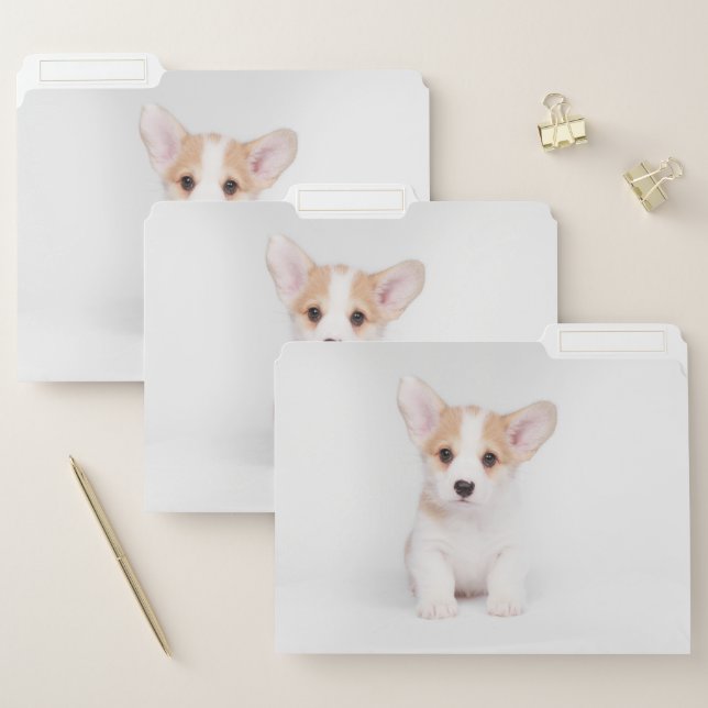 Cutest Baby Animals | White Corgi Puppy File Folder (Set)