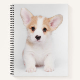 Cutest Baby Animals White Corgi Puppy Notebook