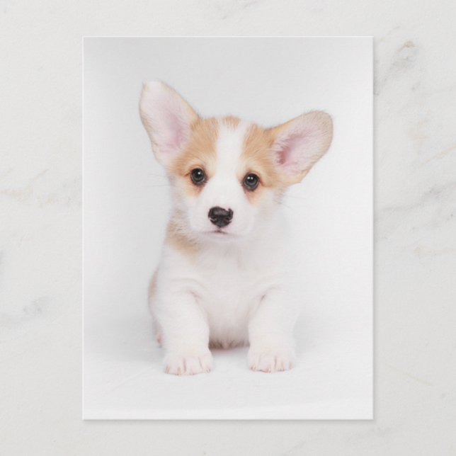 Cutest Baby Animals | White Corgi Puppy Postcard (Front)