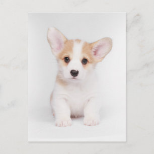 Cutest Baby Animals White Corgi Puppy Postcard