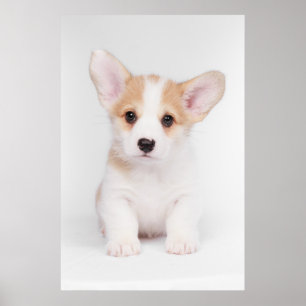 Cutest Baby Animals White Corgi Puppy Poster