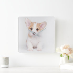 Cutest Baby Animals White Corgi Puppy Square Wall Clock