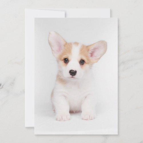 Cutest Baby Animals  White Corgi Puppy Thank You Card