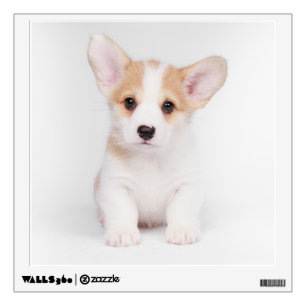 Cutest Baby Animals   White Corgi Puppy Wall Decal