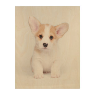 Cutest Baby Animals White Corgi Puppy Wood Wall Art