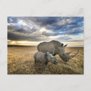 Cutest Baby Animals   White Rhino & Calf Postcard