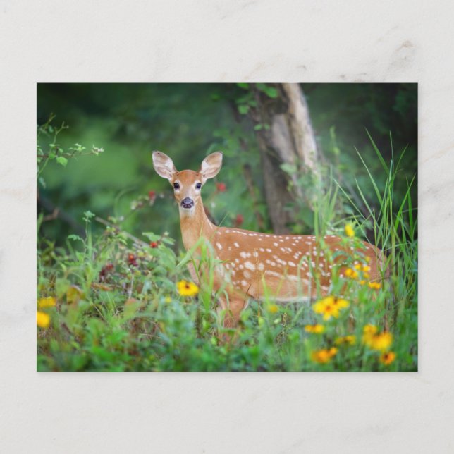 Cutest Baby Animals | White Tailed Deer in Daisies Postcard (Front)