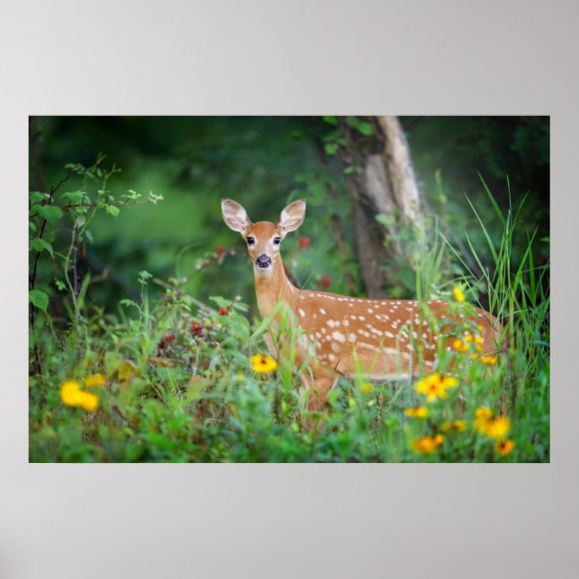 Cutest Baby Animals | White Tailed Deer in Daisies Poster (Front)