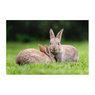 Cutest Baby Animals Wild Bunny Rabbits Acrylic Print