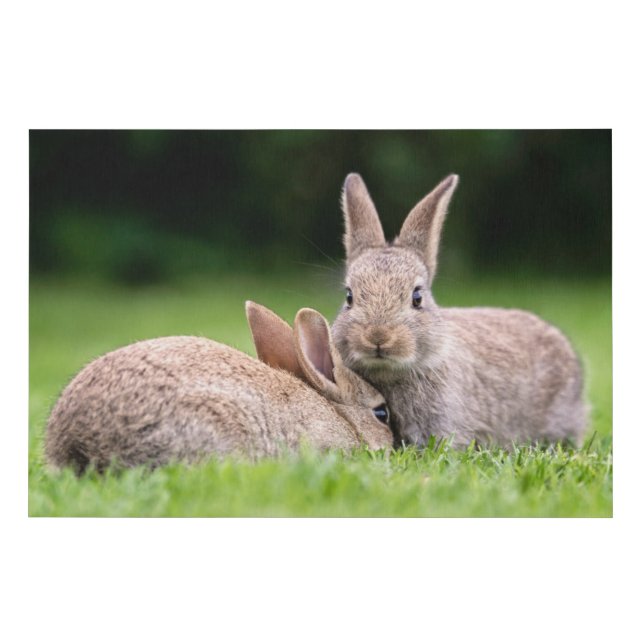Cutest Baby Animals | Wild Bunny Rabbits Faux Canvas Print (Front)