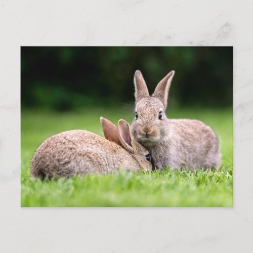 Cutest Baby Animals  Wild Bunny Rabbits Postcard
