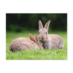 Cutest Baby Animals | Wild Bunny Rabbits Postcard