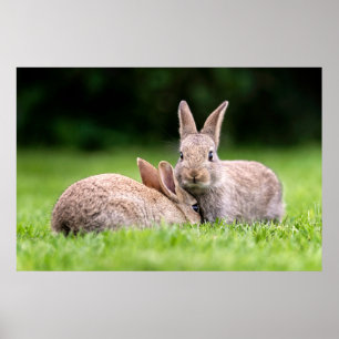 Cutest Baby Animals   Wild Bunny Rabbits Poster