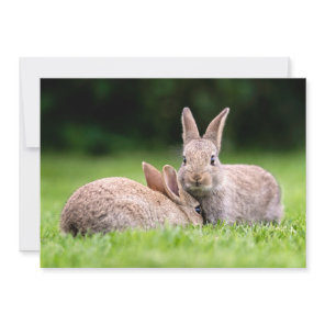 Cutest Baby Animals | Wild Bunny Rabbits Thank You Card