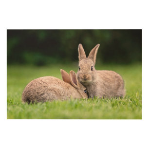 Cutest Baby Animals Wild Bunny Rabbits Wood Wall Art